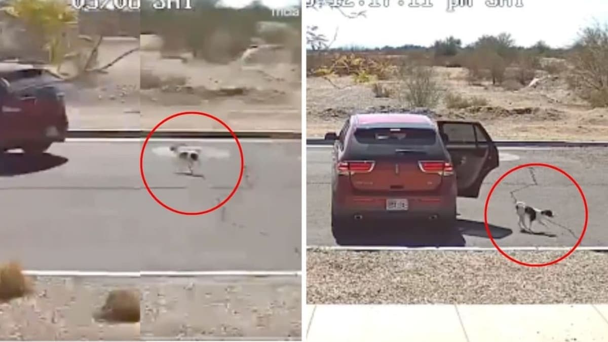 Captan en video a perrito corriendo tras el auto de su dueño al ser abandonado en carretera en Arizona