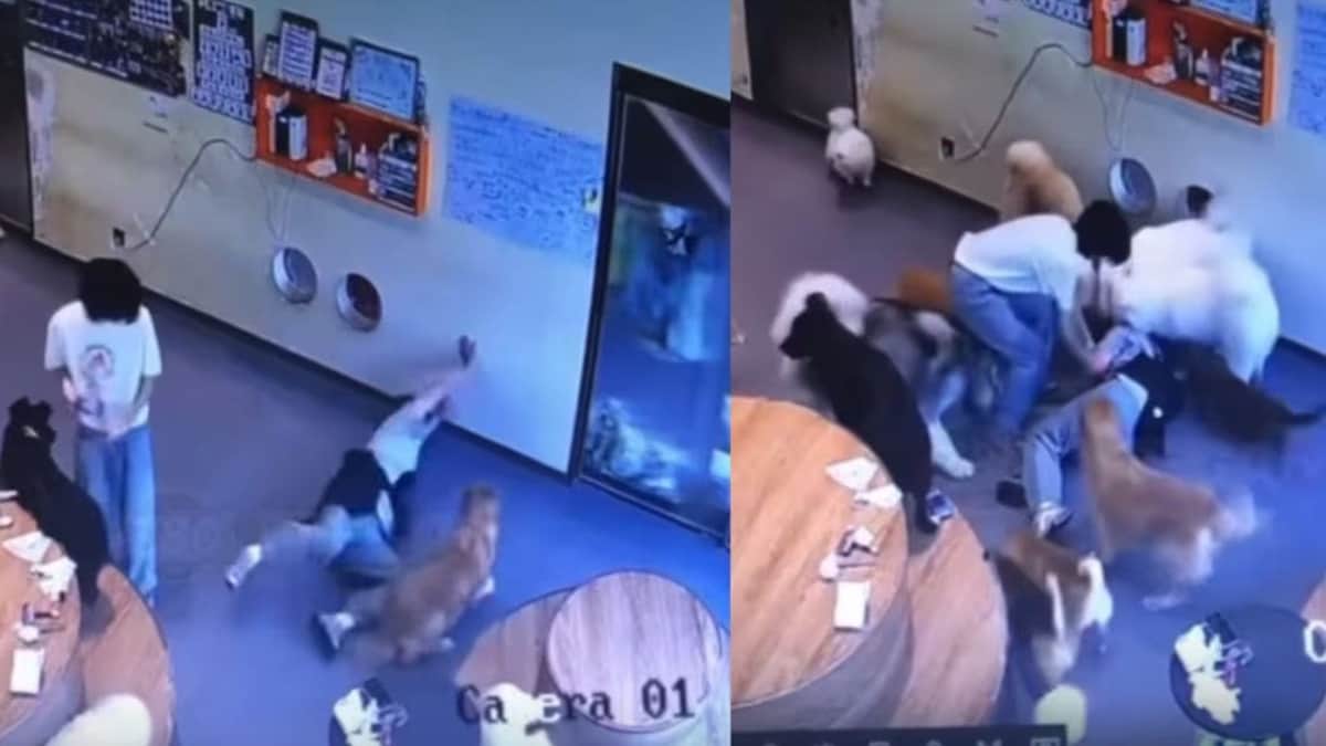 VIDEO: Veterinaria se cae y todos los perritos corren a ver qué le pasó