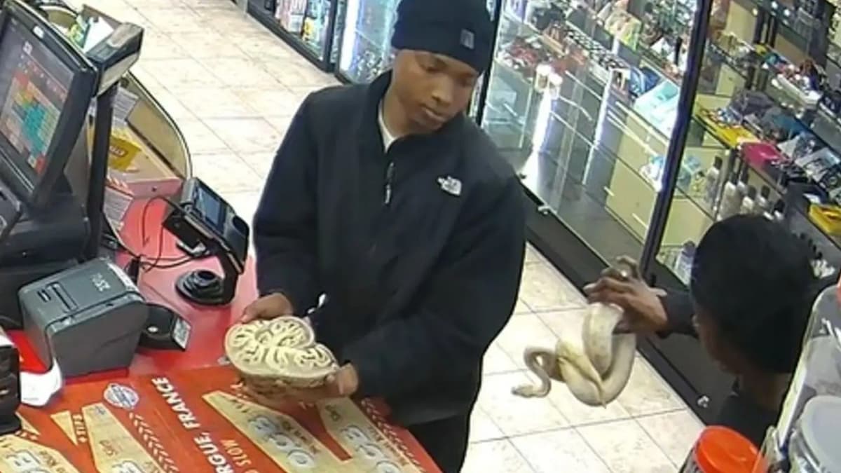 Video: Ladrones usan pitones como ‘armas’ para robar aceite de cannabis