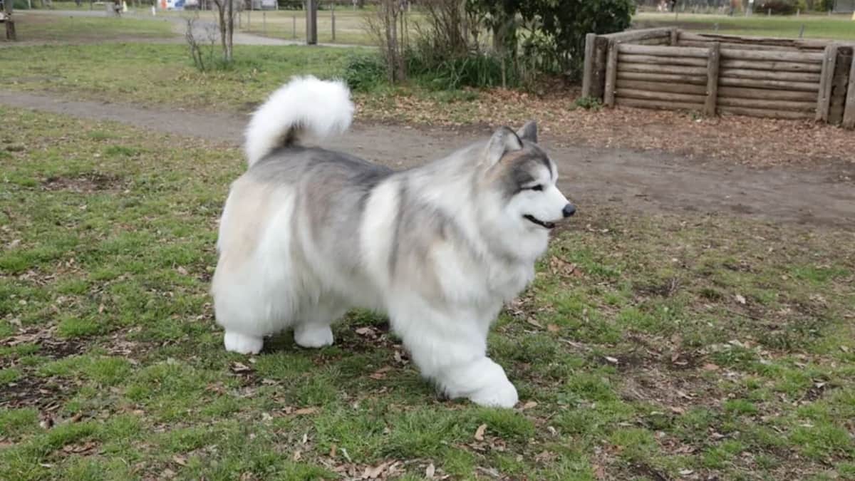 Video: Tokotoko Zoo: El lugar en Japón donde cualquiera puede convertirse en un perro