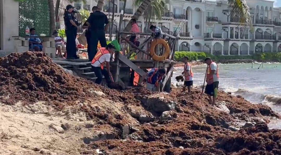 Abrirán contrataciones para incrementar la capacidad de respuesta ante sargazo en Playa del Carmen