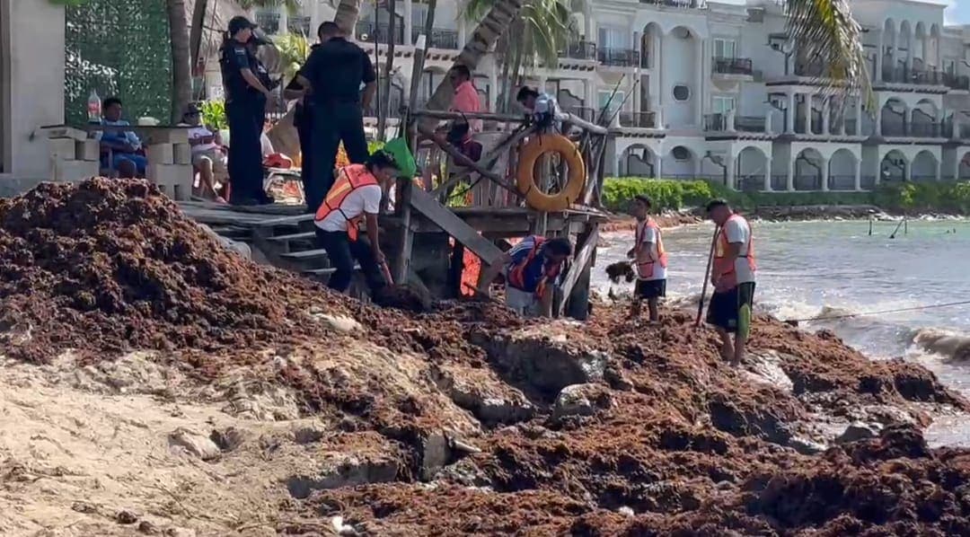 Abrirán contrataciones para incrementar la capacidad de respuesta ante sargazo en Playa del Carmen