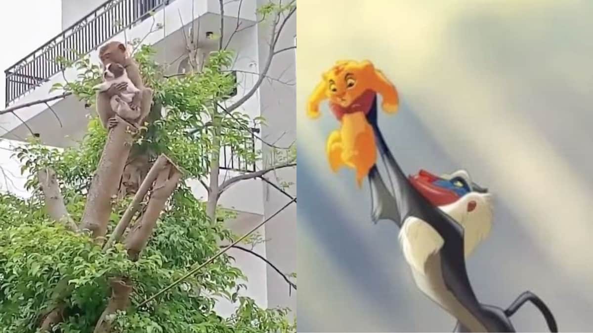 Video: Mono "secuestra" a cachorro y lo sube a la copa de un árbol