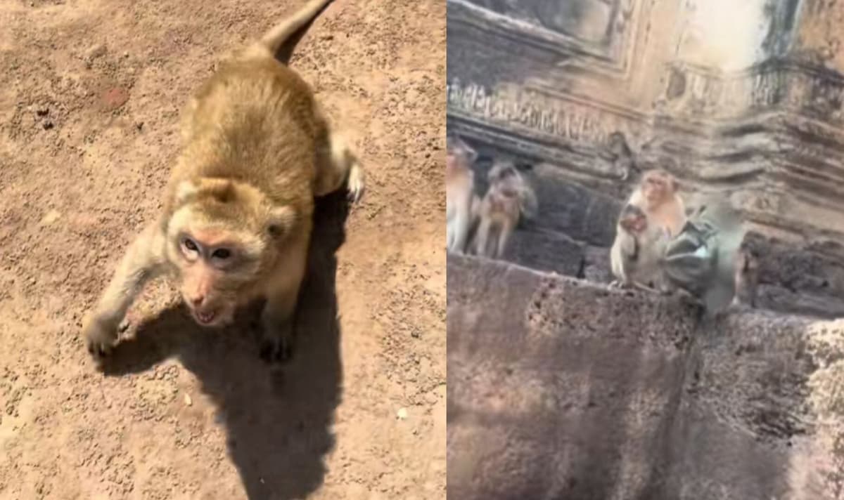 VIDEO: Turista es atacado por monos tras reclamar sus pertenencias