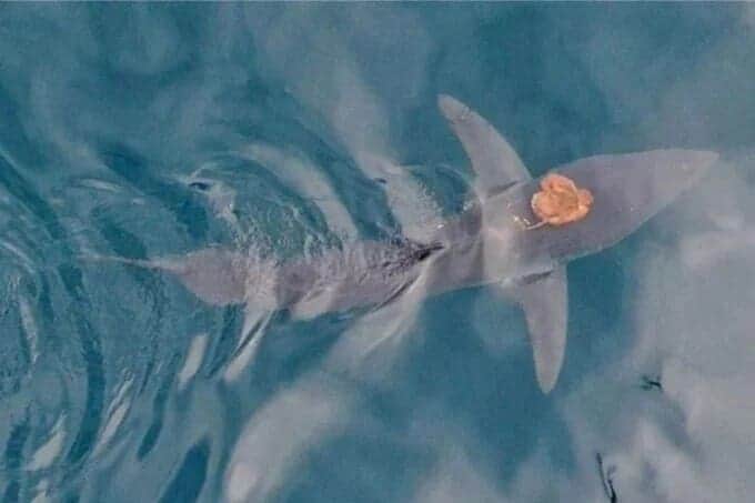 Video: Avistamiento de un pulpo "surfeando" sobre un tiburón sorprende en Nueva Zelanda