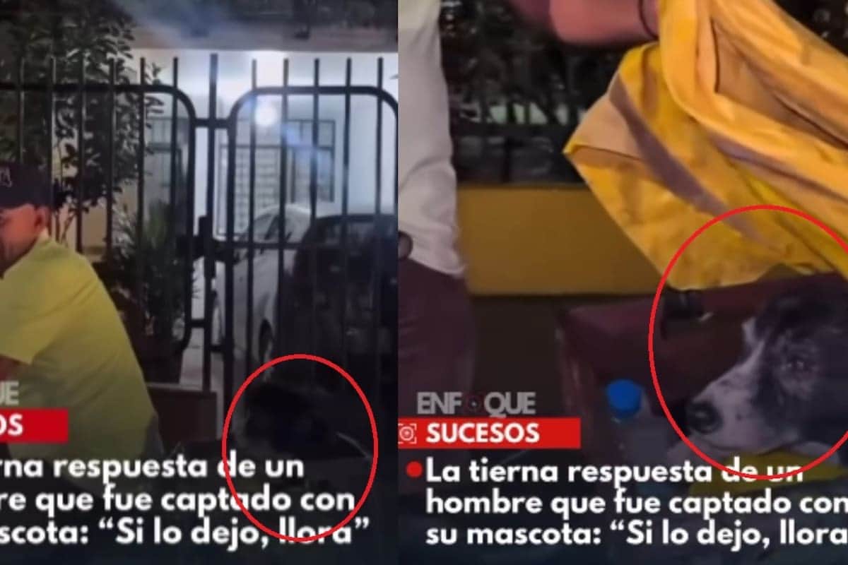 VIDEO: Hombre llevar a su perro de 16 años al trabajo para que no llore