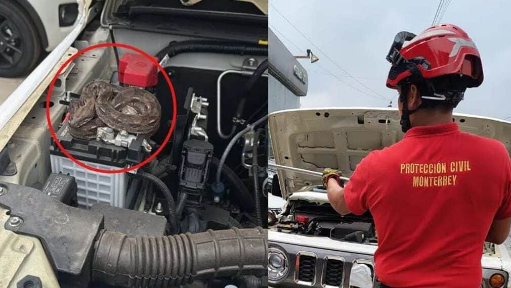 Video: Encuentran serpiente en carro de agencia en Monterrey, Nuevo León