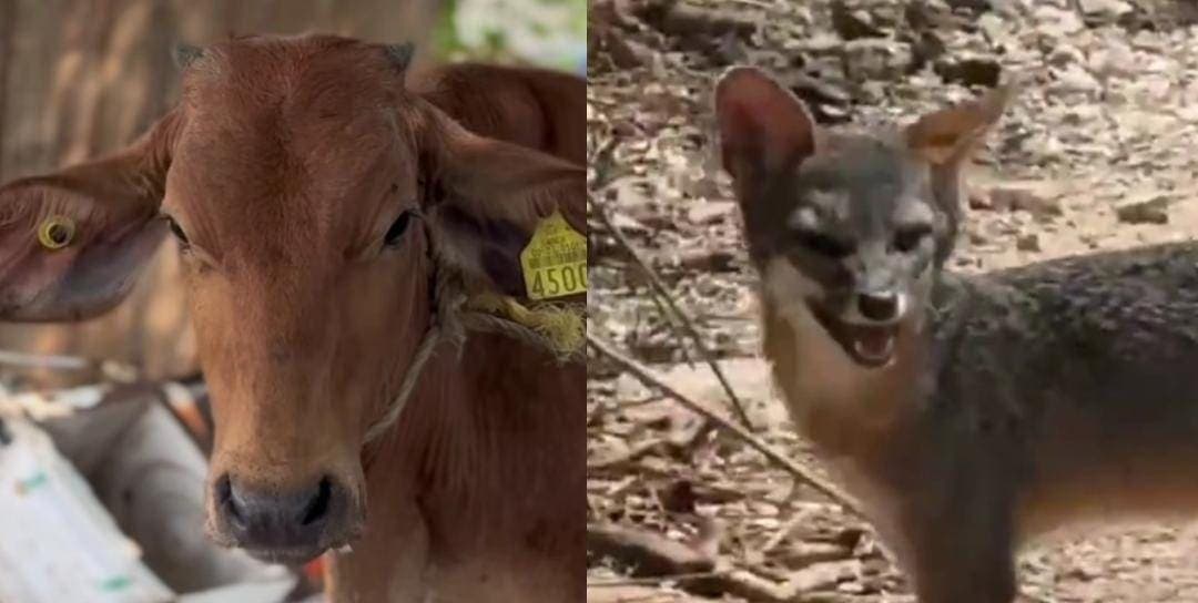 Captan a un zorro gris en la Zona Continental de Isla Mujeres y resguardan a un becerro en Cancún