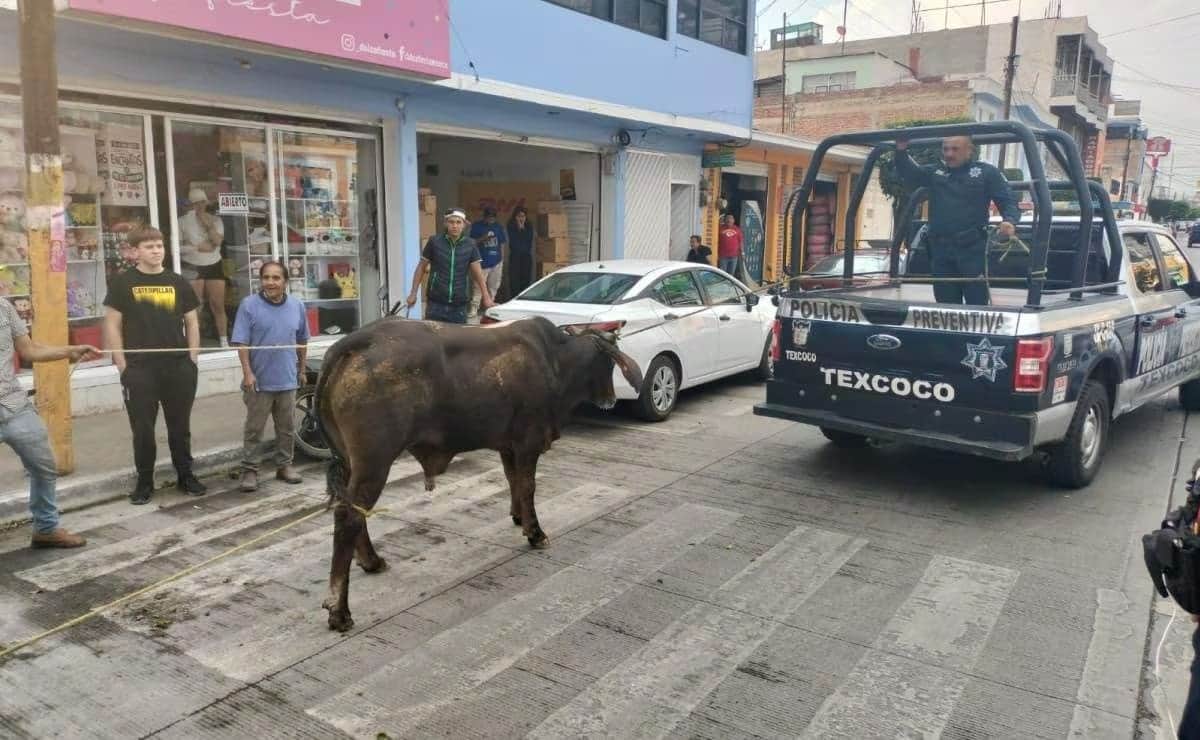 VIDEO: Escapan 21 toros de su corral e invaden carretera en Texcoco, Edomex