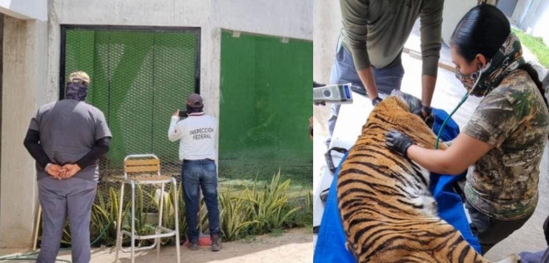 Rescatan a un tigre que se encontraba en una vivienda en Cancún