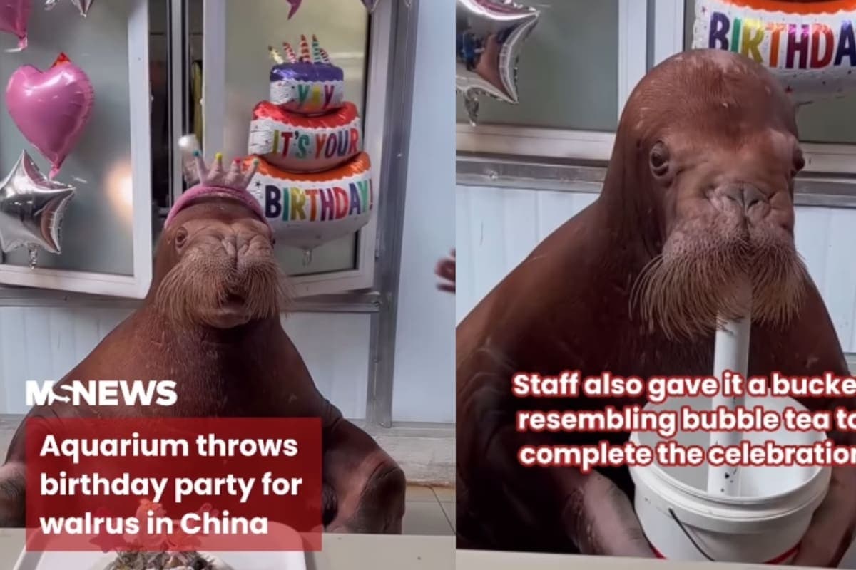 VIDEO: Acuario en China le hace toda una fiesta a una morsa para celebrar su cumpleaños