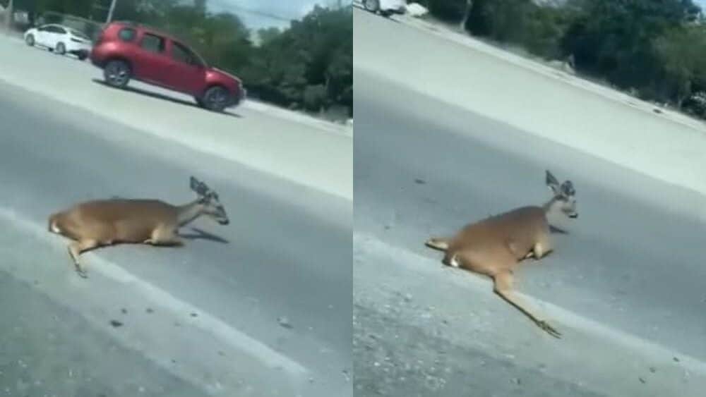 Video: Atropellan a un venado a la altura del hotel H10 en Playa del Carmen
