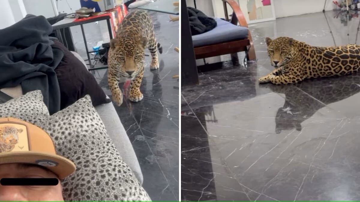 Video: Rescatan a jaguar en la azotea de una casa en Puebla; su dueño lo presumía en TikTok
