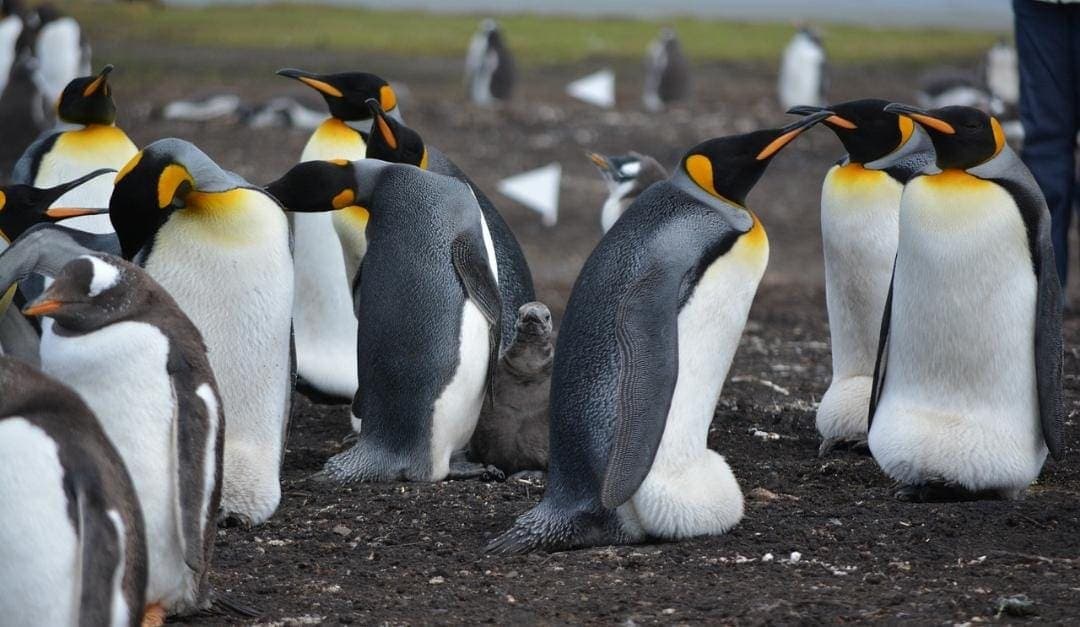 Pingüinos, focas y aves marinas tendrán que "pagar aranceles" ordenados por Donald Trump