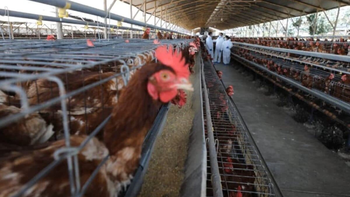 Confirman primer caso humano de gripe aviar en México; se trata de una niña de tres años