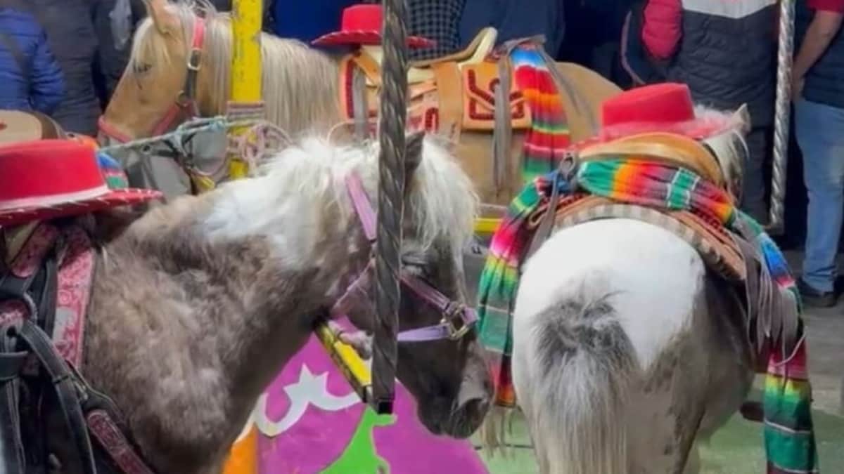 Video: Denuncian maltrato animal contra ponis en feria de Edomex