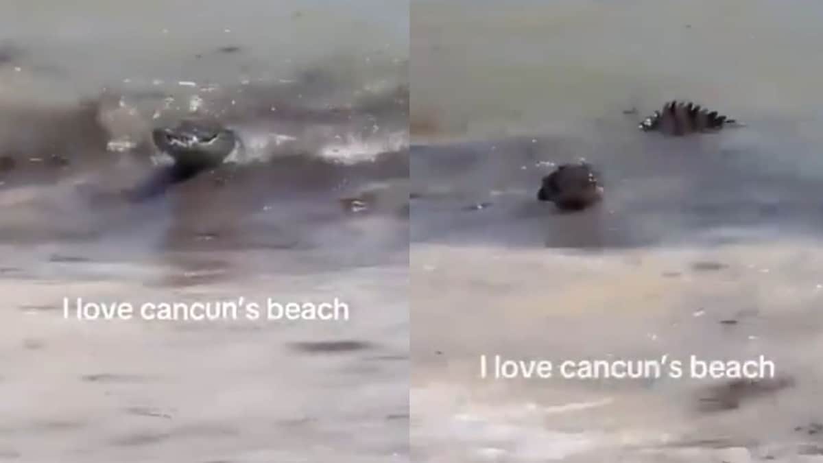 Video: Turistas son sorprendidos en playas de Cancún por un cocodrilo