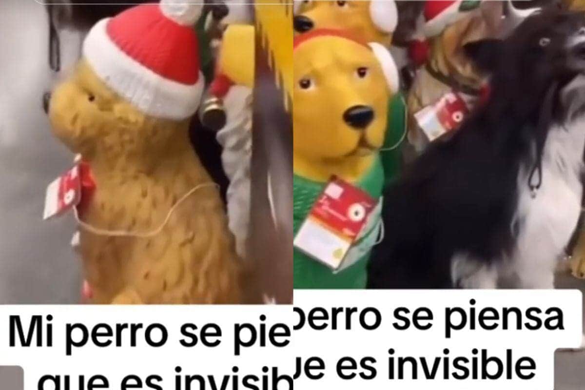 VIDEO: Perro se hace pasar por un maniquí en un centro comercial