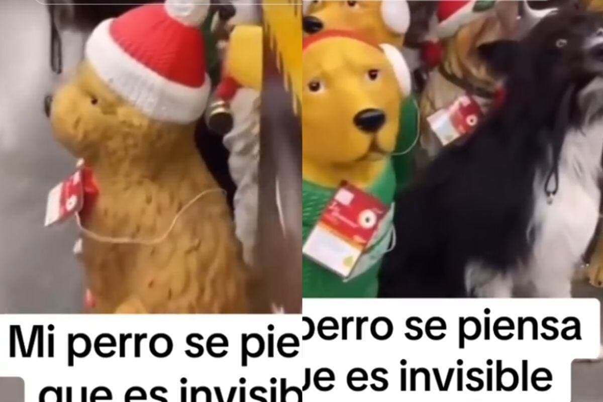 VIDEO: Perro se hace pasar por un maniquí en un centro comercial