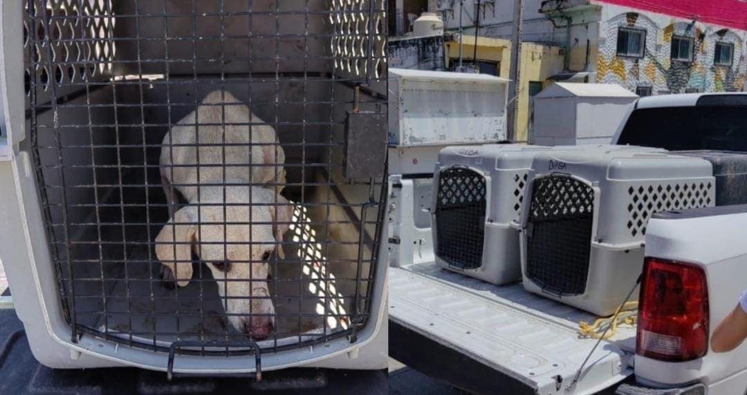 Video: Rescatan a ocho perritos abandonados en un predio de Cancún