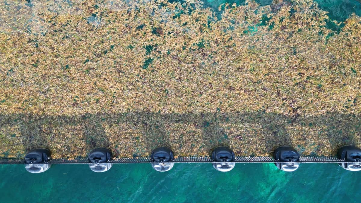 Arranca Mara Lezama trabajos para la temporada de arribo de sargazo a las costas de Quintana Roo