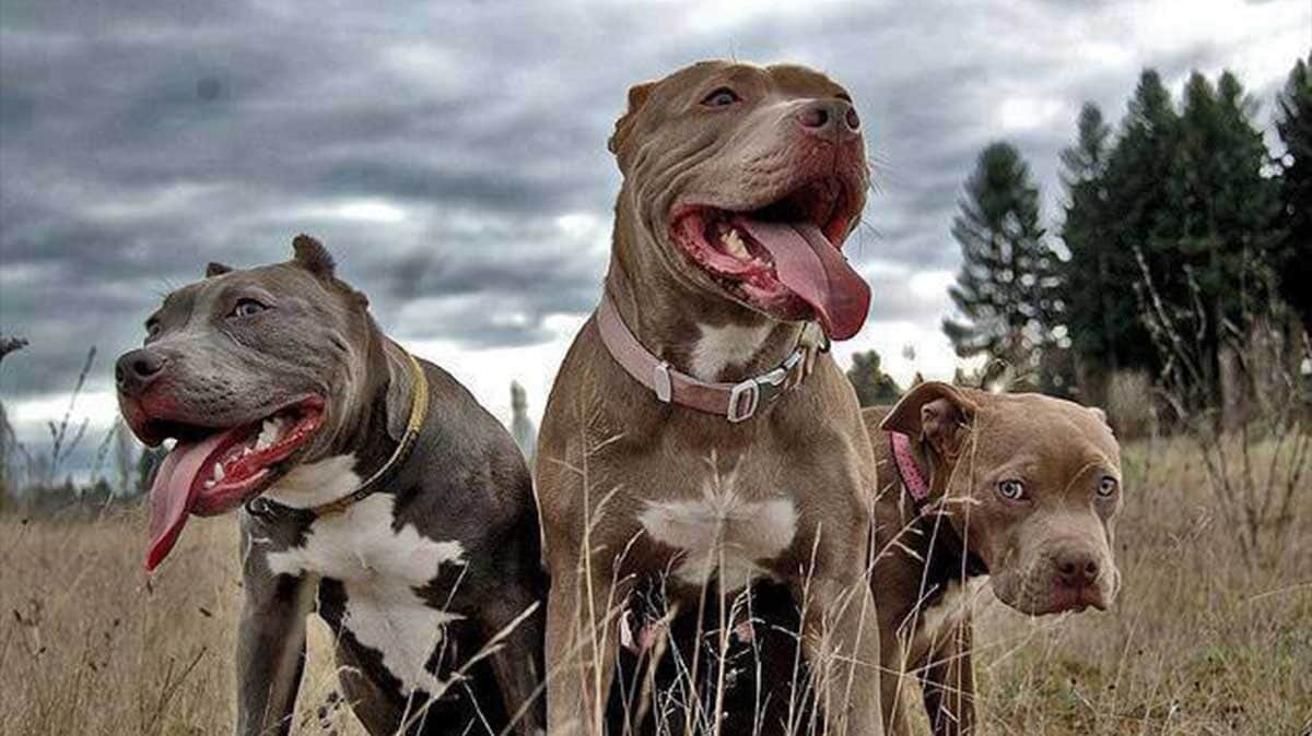 Muere niña de cuatro años tras ser atacada por siete pitbulls en Estados Unidos