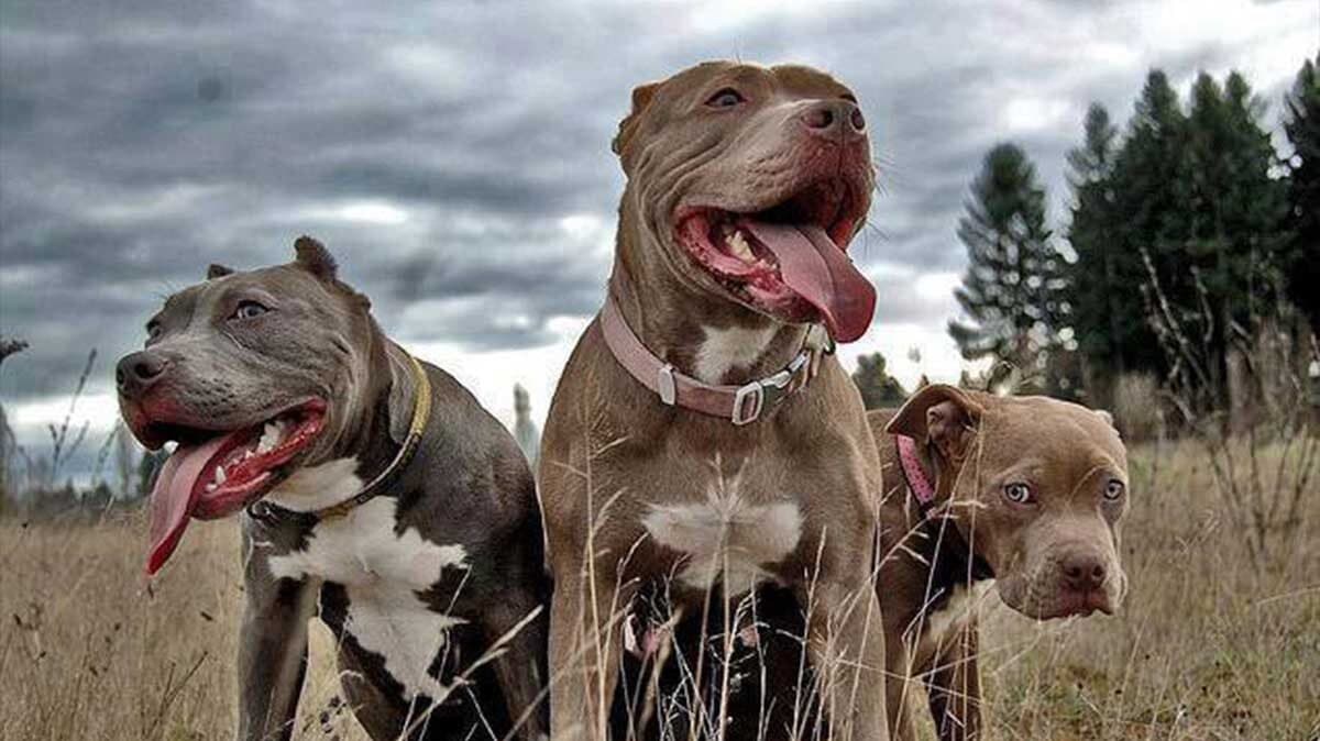 Muere niña de cuatro años tras ser atacada por siete pitbulls en Estados Unidos