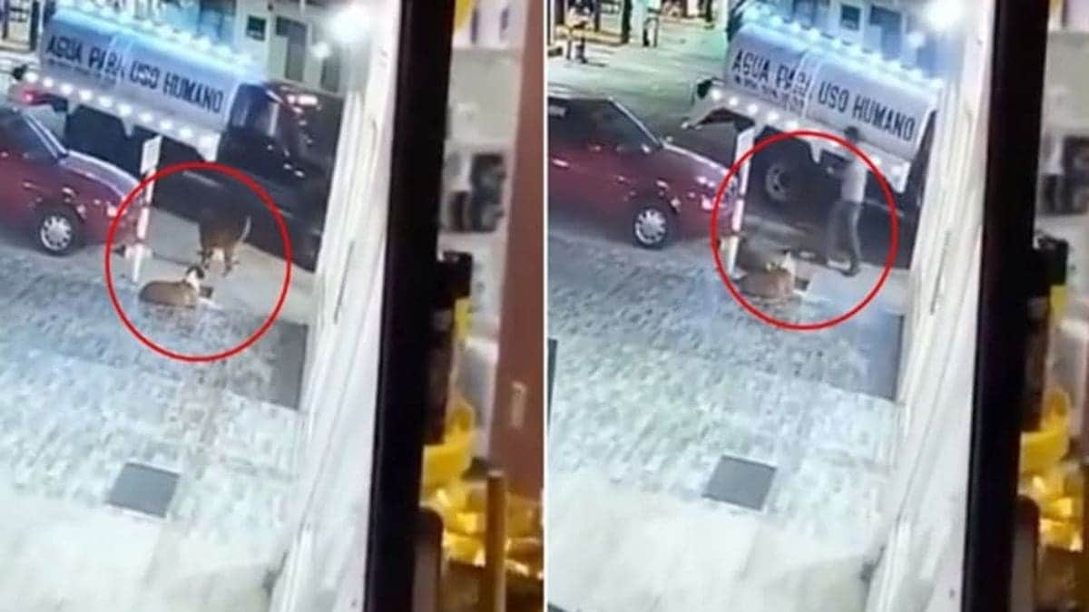 VIDEO: Captan a un conductor de pipa de agua pateando a un perro callejero en Oaxaca