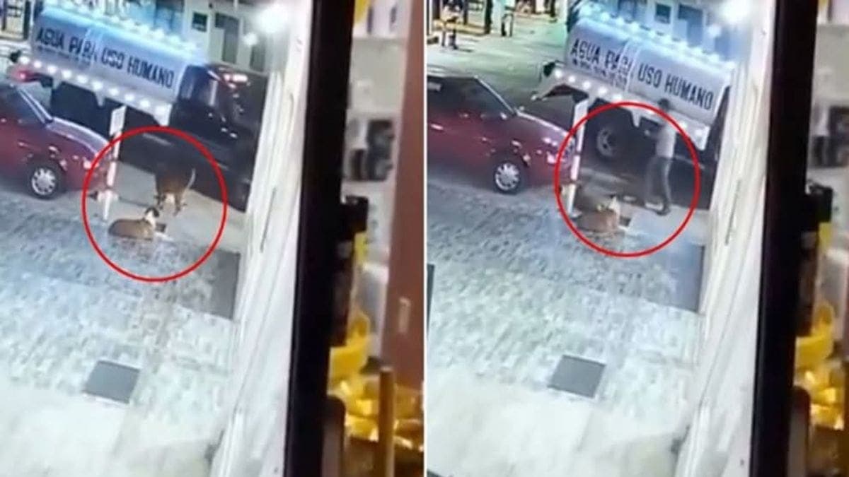 VIDEO: Captan a un conductor de pipa de agua pateando a un perro callejero en Oaxaca