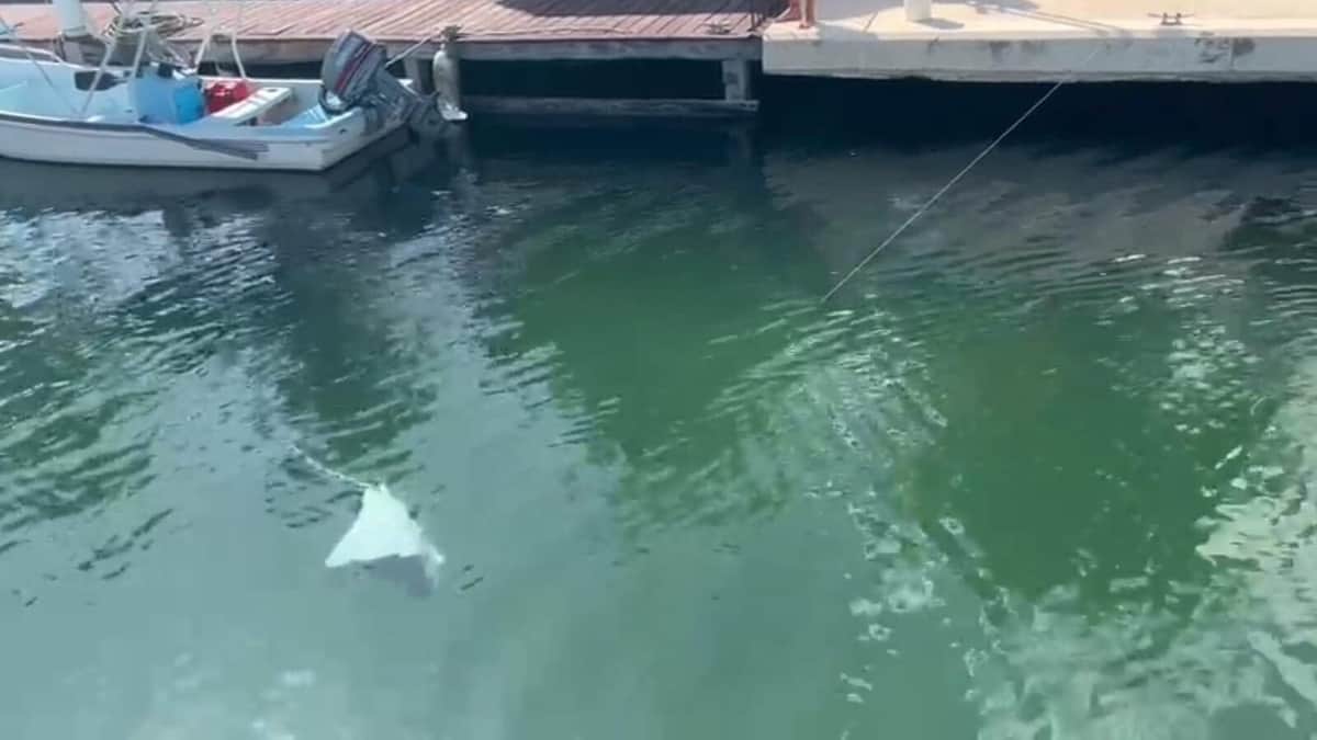 Atienden autoridades de Playa del Carmen incidente con mantarraya en Puerto Aventuras