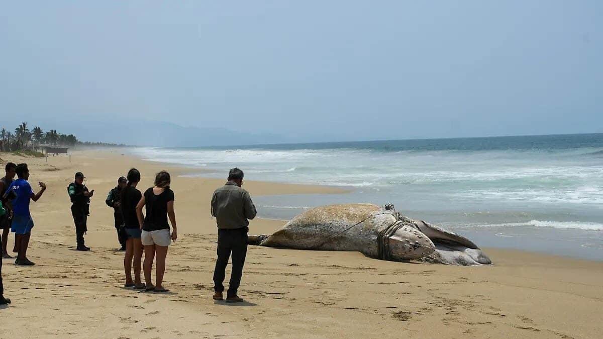 Muere ballena jorobada tras quedar atrapada en redes de pesca en Guerrero