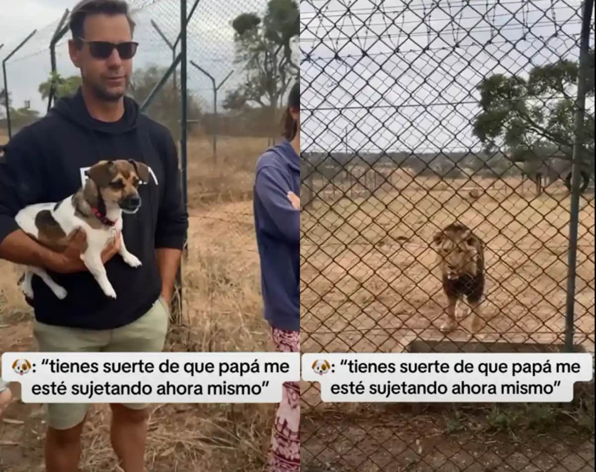 Video: la osadía de un cachorro frente a un león conquista TikTok