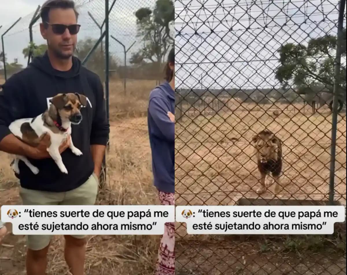 Video: la osadía de un cachorro frente a un león conquista TikTok