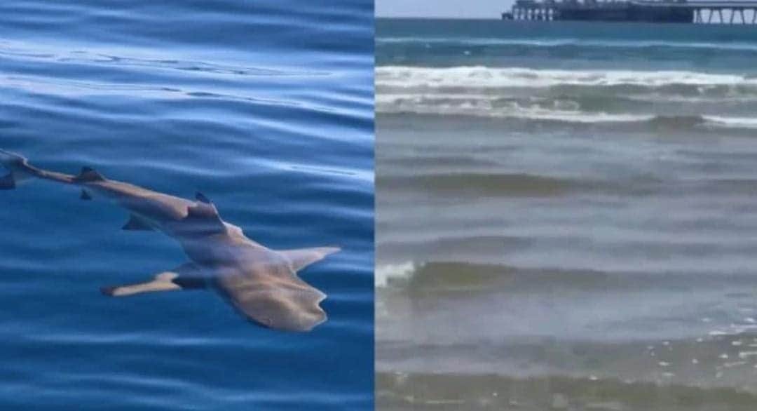 Video: Muere joven tras ataque de tiburón durante sus vacaciones en Israel