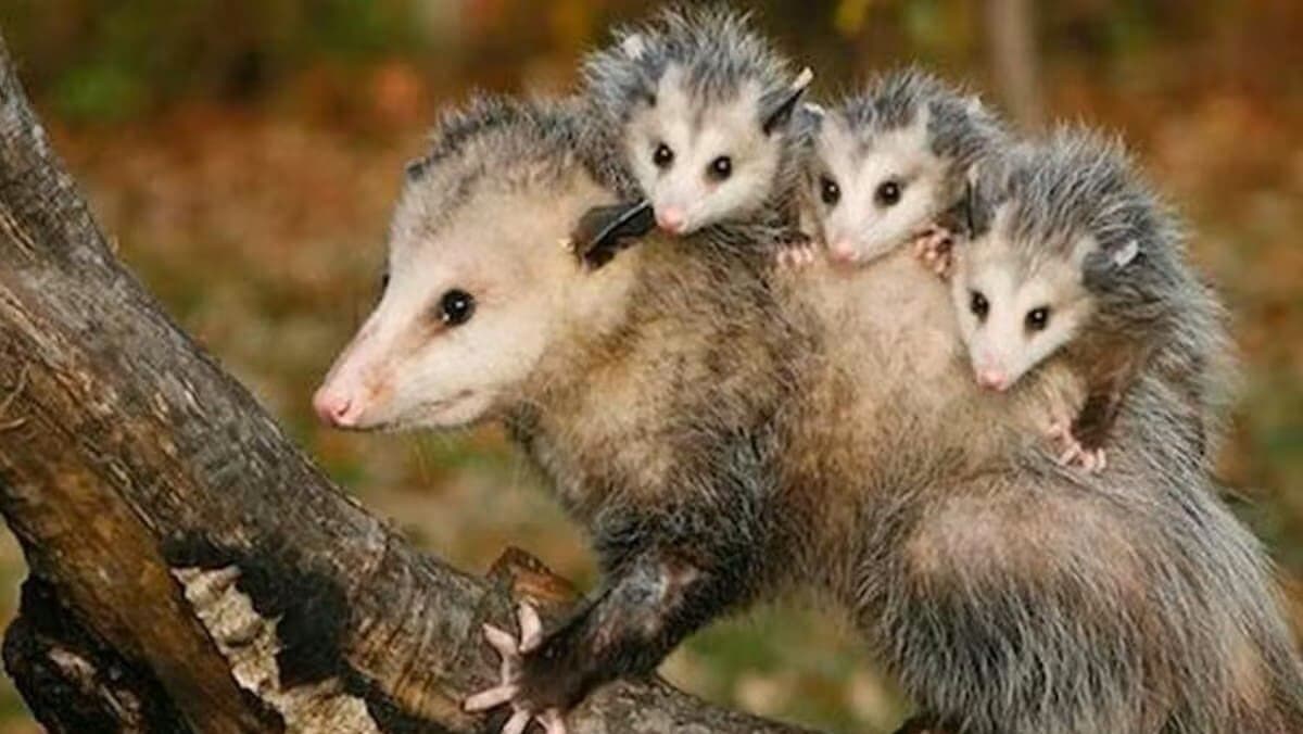 Playa del Carmen alberga bebés tlacuaches para reinsertarlos a su hábitat natural