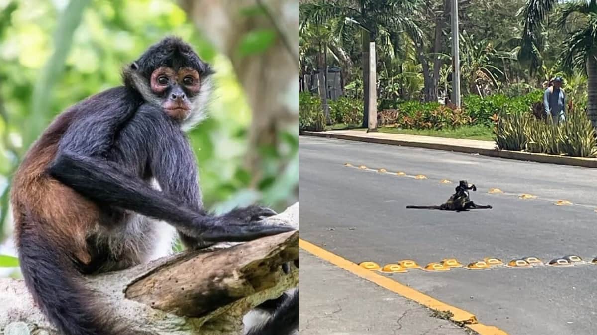 Atropellan a mono araña en Playa del Carmen: autoridades monitorean la zona de Mayakoba