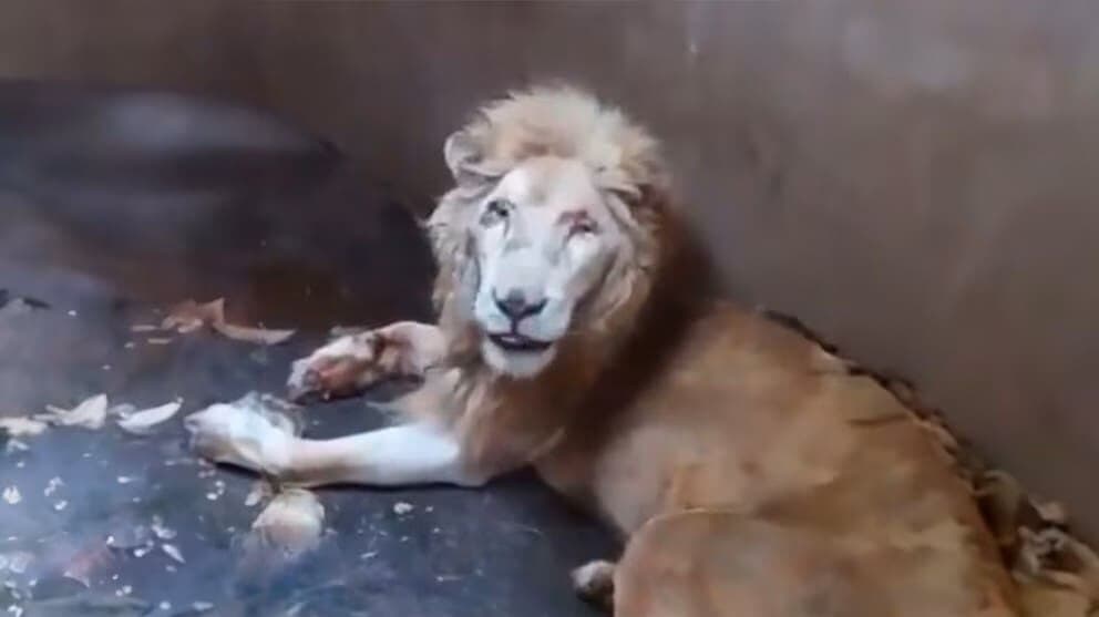 Fallece león en el zoológico de Culiacán durante inspección de la Profepa