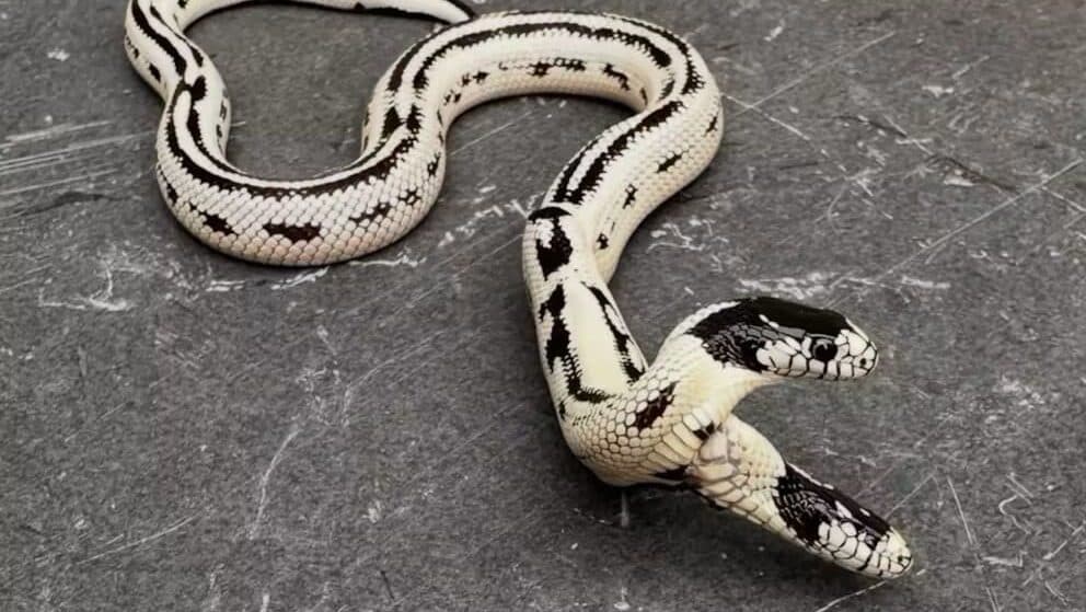 Video: Serpiente de dos cabezas sobrevive y crece en un vivero de California
