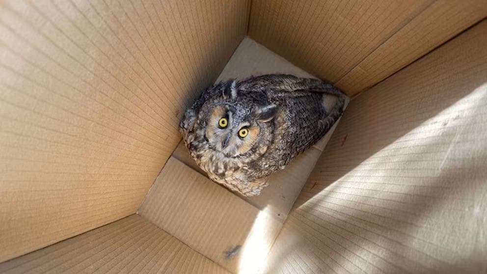 Profepa rescata a búho agredido tras ser confundido con una “bruja” en San Luis Potosí