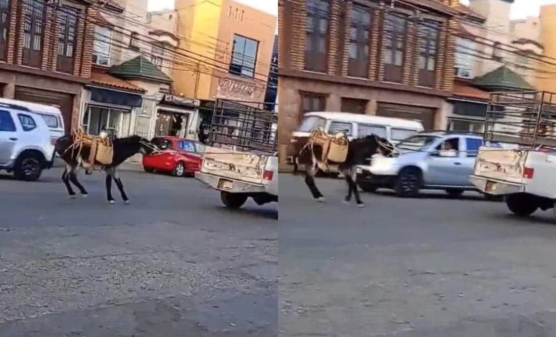 Video: Burrito es obligado a caminar atado a una camioneta en Zacatecas