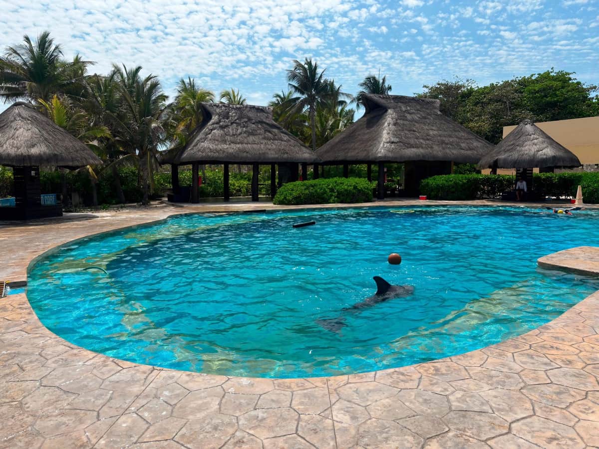 Clausuran de forma definitiva el Dolphinaris Barceló Riviera Maya por maltrato animal y violaciones legales