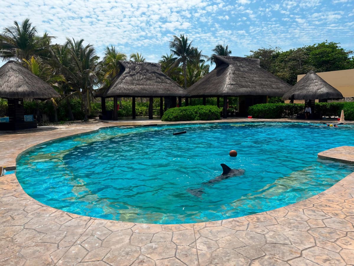 Clausuran de forma definitiva el Dolphinaris Barceló Riviera Maya por maltrato animal y violaciones legales