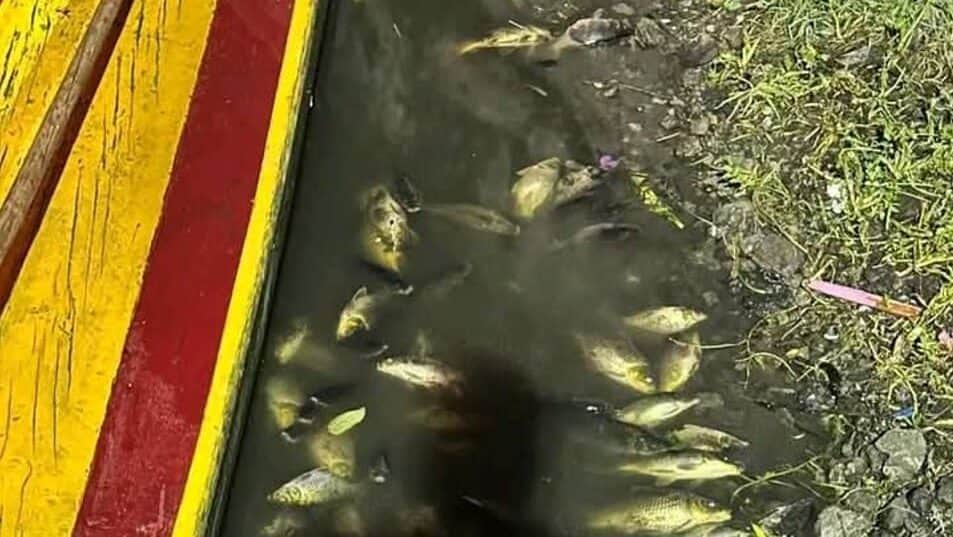 Reportan decenas de peces muertos por agua contaminada en embarcadero de Xochimilco