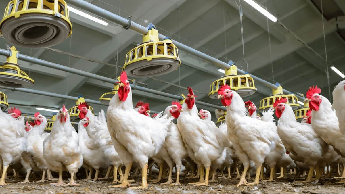 México detiene importaciones de pollo y aves vivas desde Brasil por brote de influenza aviar