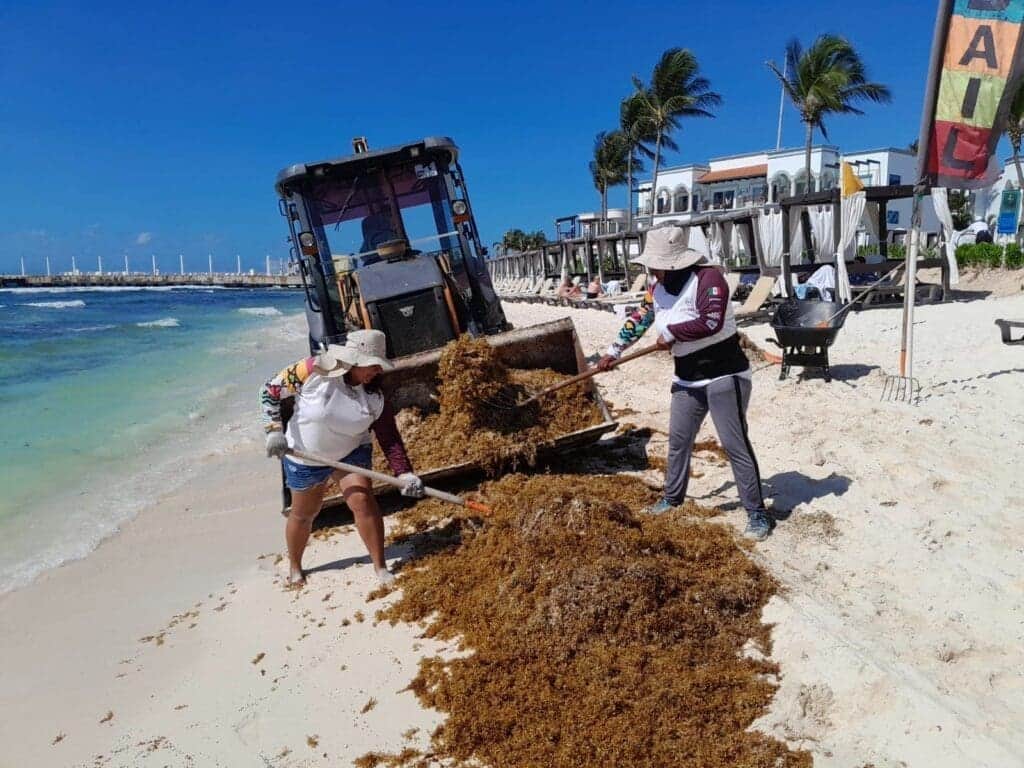 Intenso trabajo de los tres órdenes de gobierno ante arribo excesivo de sargazo a las costas de Playa del Carmen