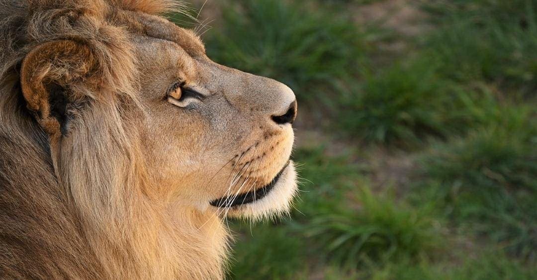 Video: Felino rescatado ataca al alcalde de García, Nuevo León