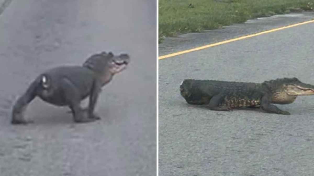 Captan a un caimán sin cola paseando por carretera en Luisiana, Estados Unidos