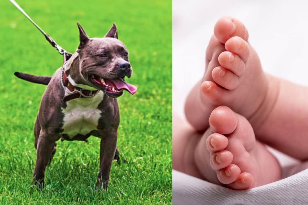 Video: Bebé muere tras ser mordida por el perro de su familia en Estados Unidos