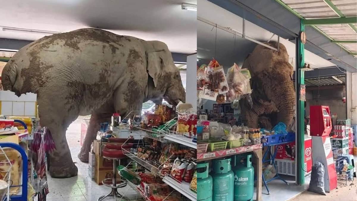 Video: Elefante entra a tienda de conveniencia en Tailandia y se come las botanas