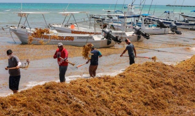 Cancelan tours turísticos por fuerte recale de sargazo en Playa del Carmen
